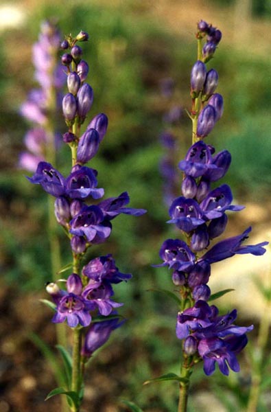 Penstemon alpinus photo